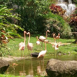 flamingos and waterfall
