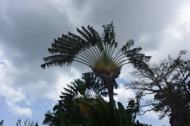 giant palm