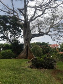 giant tree 3