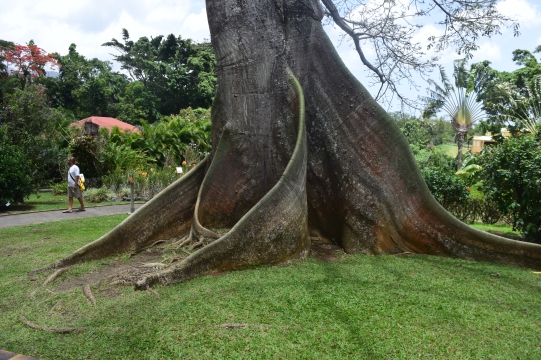 giant tree trunk