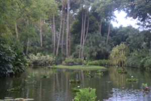 pond withkoi
